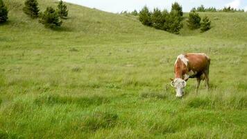 vacas comer césped en el campo. vacas pacer en el prado en un soleado día. video