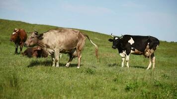 A cow pisses in a meadow in the village. Cattle grazing in the field on a sunny day video