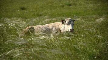 Cows eat grass in a meadow in the village. Cattle graze on the field on a sunny day. video