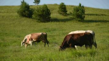 vaches dans le Prairie mâcher herbe. video