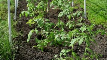 Young tomato seedlings planted in a garden bed inside a greenhouse in a village in spring video