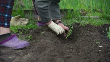 un mayor mujer es plantando joven cebolla plántulas en su jardín en el pueblo video