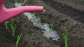 An elderly woman is planting young onion seedlings in her garden in the village video