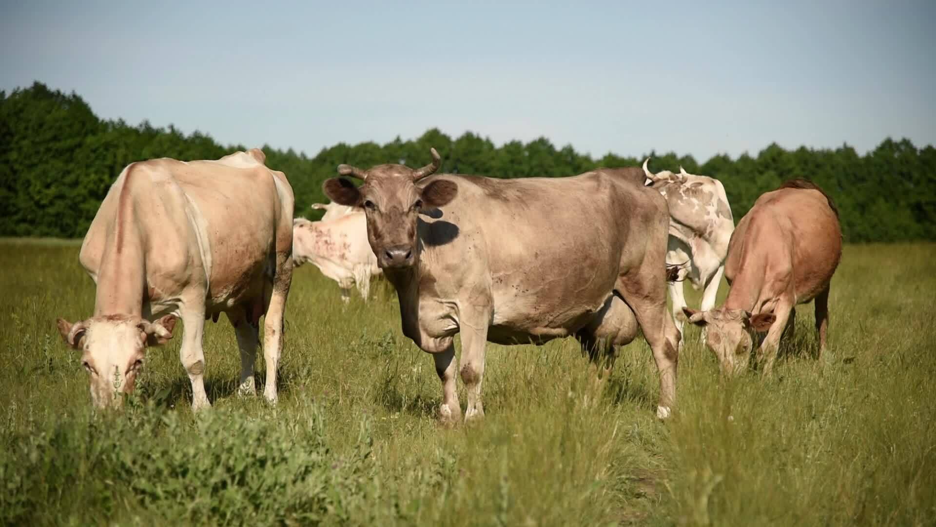 Cows in the meadow chew grass. 35413064 Stock Video at Vecteezy