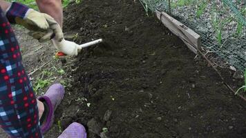 un mayor mujer manos hierba el suelo con un azada a planta plántulas en eso video