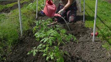 vieux femme inserts jeunes arbres de tomates dans le sol dans le printemps video