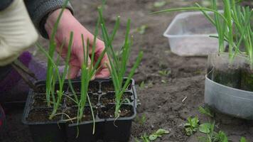 An elderly woman is planting young onion seedlings in her garden in the village video