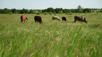 Cows eat grass in a meadow in the village. Cattle graze on the field on a sunny day. video