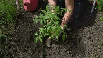 antiguo mujer inserta plántulas de Tomates en el suelo en el primavera video