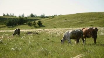vacas en el prado masticar césped. video