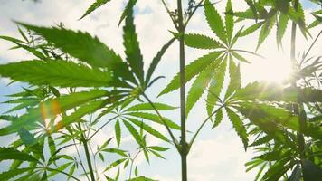 Cannabis bushes grow on the field against the sky in summer on a sunny day video