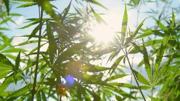 Cannabis grows at sunset in summer in the village video