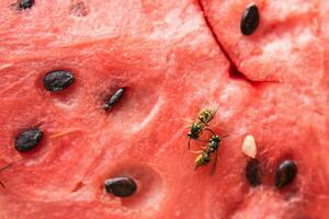 wasp eat juicy red fresh chopped watermelon photo