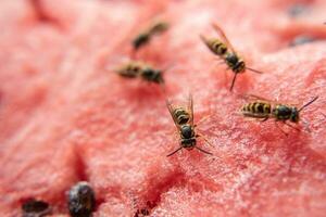 wasp eat juicy red fresh chopped watermelon photo