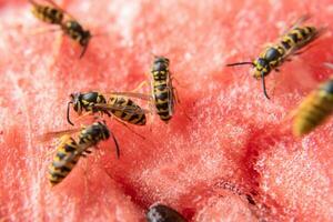 wasp eat juicy red fresh chopped watermelon photo