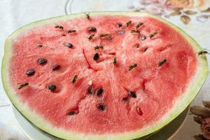 wasp eat juicy red fresh chopped watermelon photo