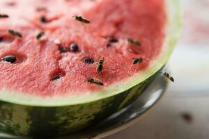 wasp eat juicy red fresh chopped watermelon photo