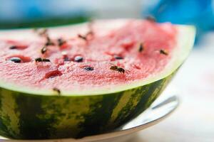 wasp eat juicy red fresh chopped watermelon photo