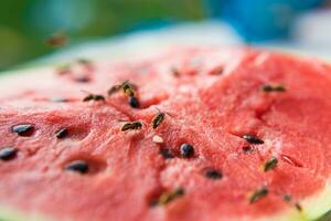 wasp eat juicy red fresh chopped watermelon photo