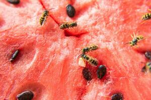 wasp eat juicy red fresh chopped watermelon photo