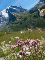 a field of flowers photo