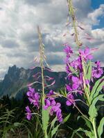 a purple flower with a mountain in the background photo