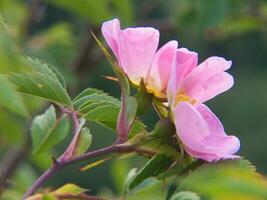 a pink flower with green leaves photo