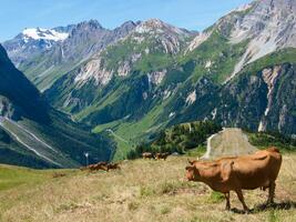 a brown cow in a field photo