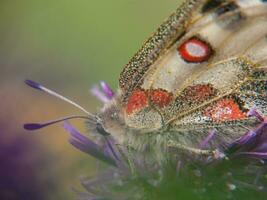a butterfly with red spots on it's wings photo