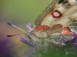 un mariposa con rojo lugares en es alas foto