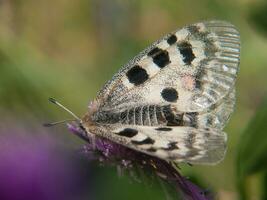 a butterfly with black spots on it is sitting on a flower photo