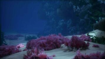 Shallow ocean floor with coral reef and fish video