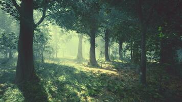 du soleil des rayons Pause par le branches de des arbres embrasé dans le Matin brouillard video