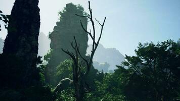 uma cenário do uma floresta com uma montanha dentro a fundo video