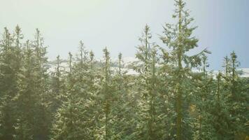 Pine trees in a serene forest landscape video