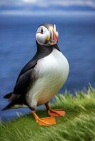 AI generated Puffin bird on a green grass patch. AI Generated photo