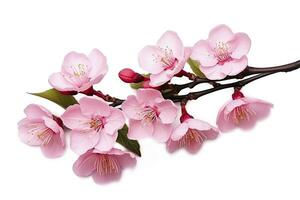 AI generated Sakura flowers isolated on white background. AI Generated photo