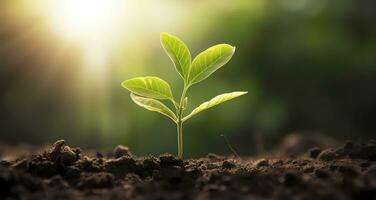 ai generado pequeño árbol creciente con Brillo Solar en el jardín. eco concepto. generativo ai foto