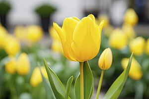 ai generado amarillo tulipán en el jardín. ai generado foto