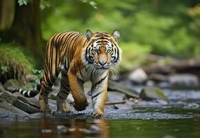 AI generated Amur tiger walking in the water. Dangerous animal.  Animal in a green forest stream. Generative AI photo