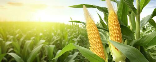 AI generated Closeup corn cobs in corn plantation field. Generative AI photo