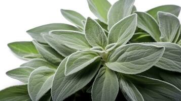 AI generated Plant lambs ear isolated on white background. AI Generated photo