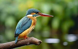 AI generated The common kingfisher wetlands bird colored feathers from different birds. Generative AI photo
