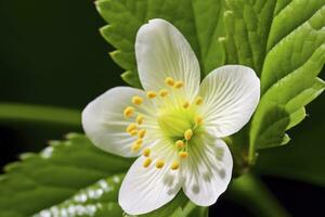 AI generated Strawberry flower. AI Generated photo