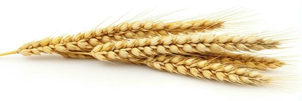 AI generated Wheat ears isolated on white background. AI Generated. photo