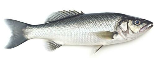 AI generated One fresh sea bass fish isolated on white background. AI Generated. photo