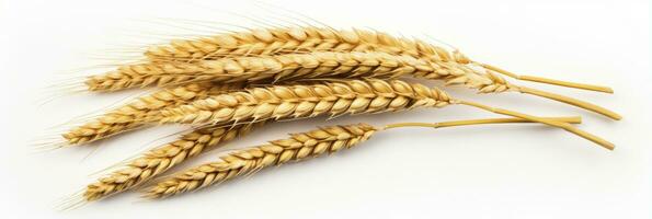 AI generated Wheat ears isolated on white background. AI Generated. photo