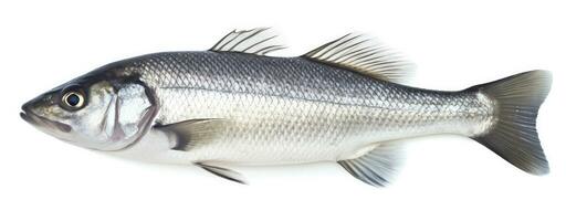 AI generated One fresh sea bass fish isolated on white background. AI Generated. photo