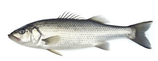 AI generated One fresh sea bass fish isolated on white background. AI Generated. photo