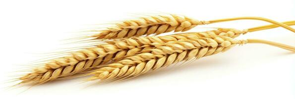 AI generated Wheat ears isolated on white background. AI Generated. photo